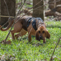 Bloodhound